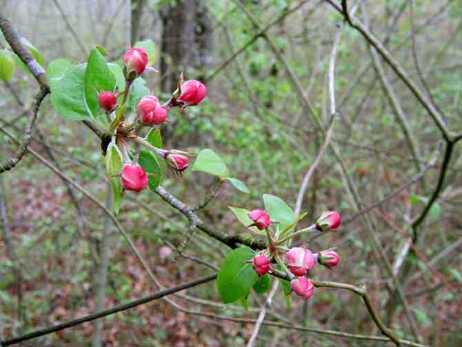 Fleurs de Malus sylvestris - © L. Lévêque